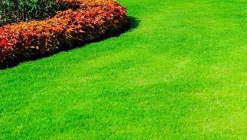 Healthy green Zoysia lawn close-up